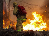 Ресейдің төрт өңірінде орман өртіне байланысты төтенше жағдай жарияланды