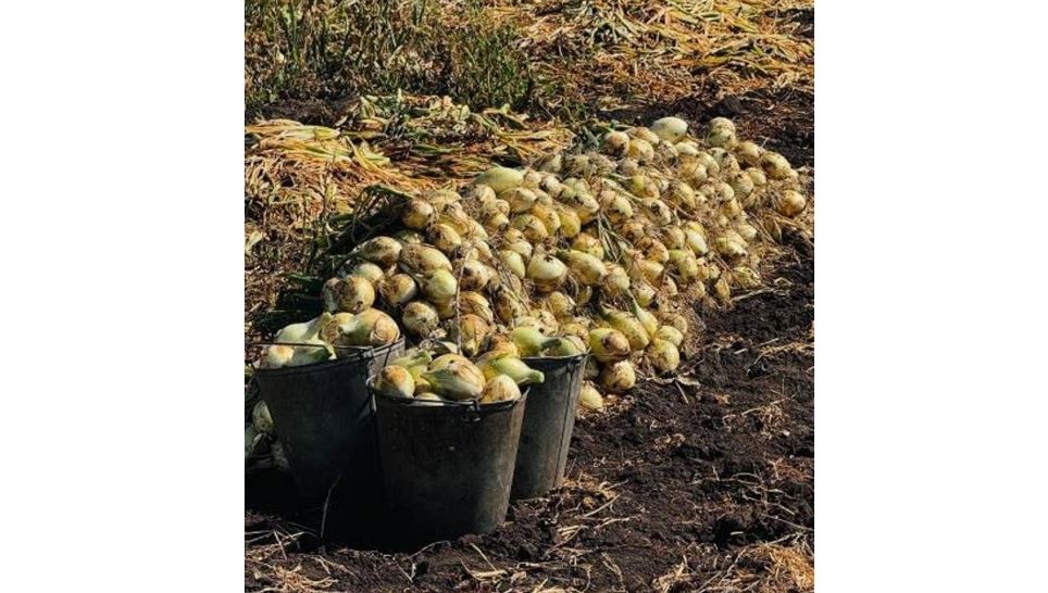 Елімізде 3,1 млн тонна астық бастырылды