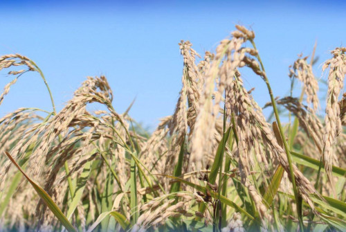 Елімізде күріштің жаңа сорты шығарылды