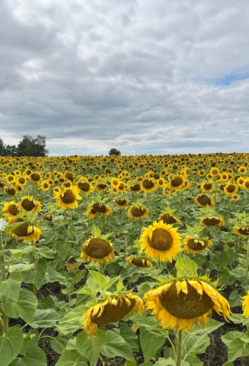 Орақ науқанына сақадай сай