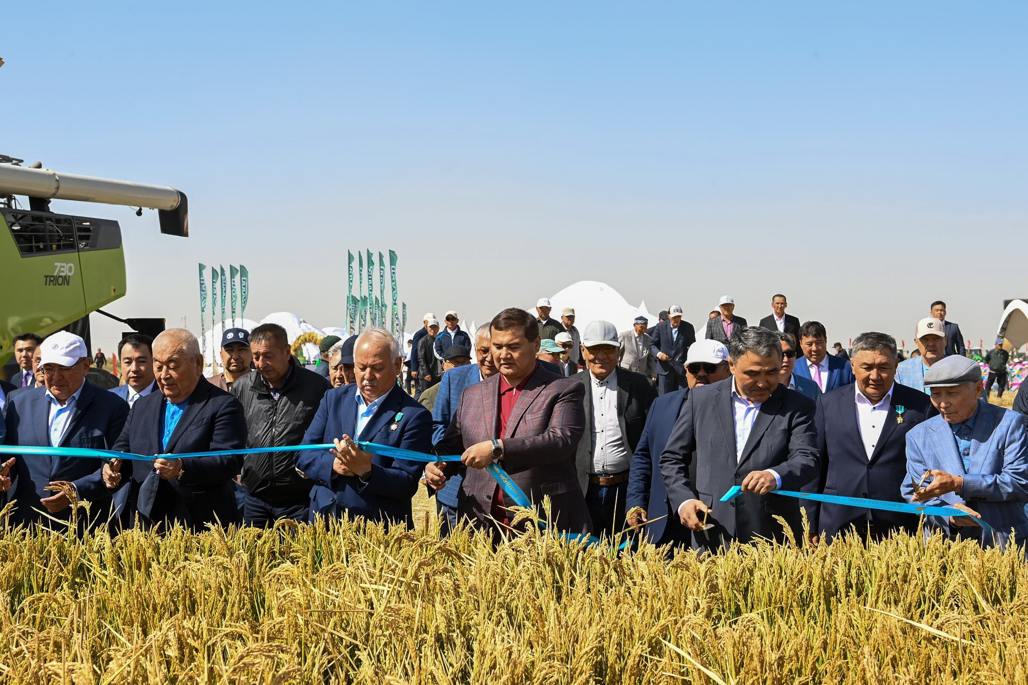 Сыр күрішіне орақ түсті