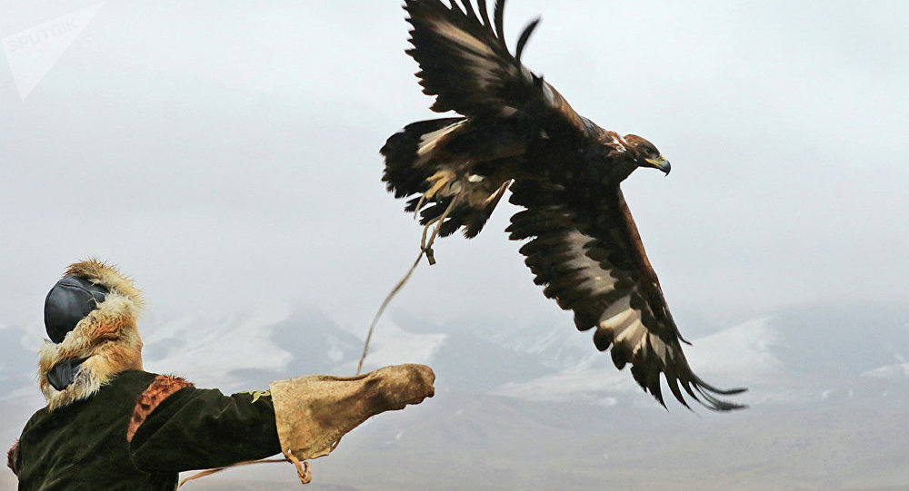 Шораның сыншылығы