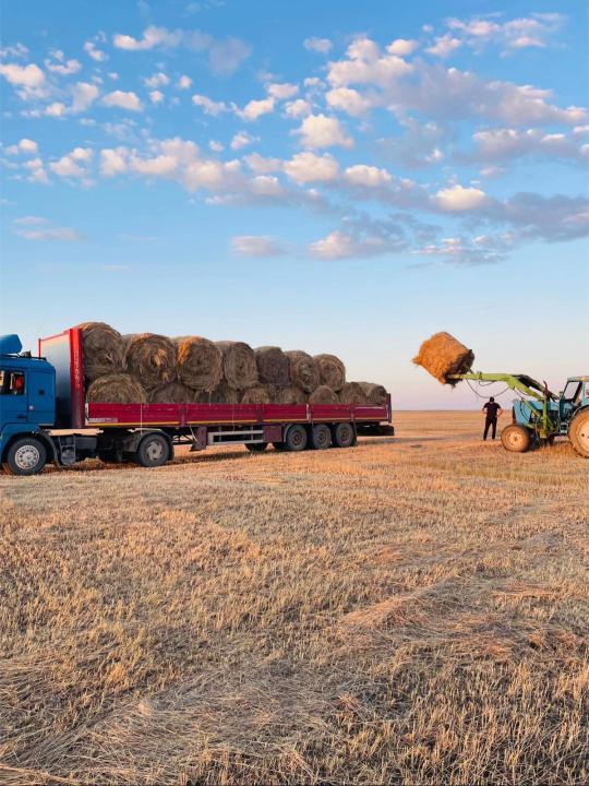 Қазақстанда 28,9 млн тонна мал азығы дайындалды