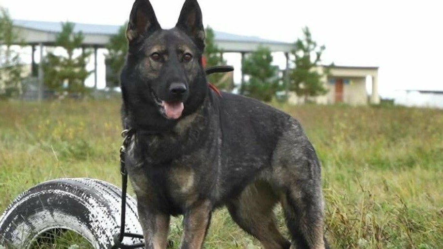 Орыс туалет порно видео