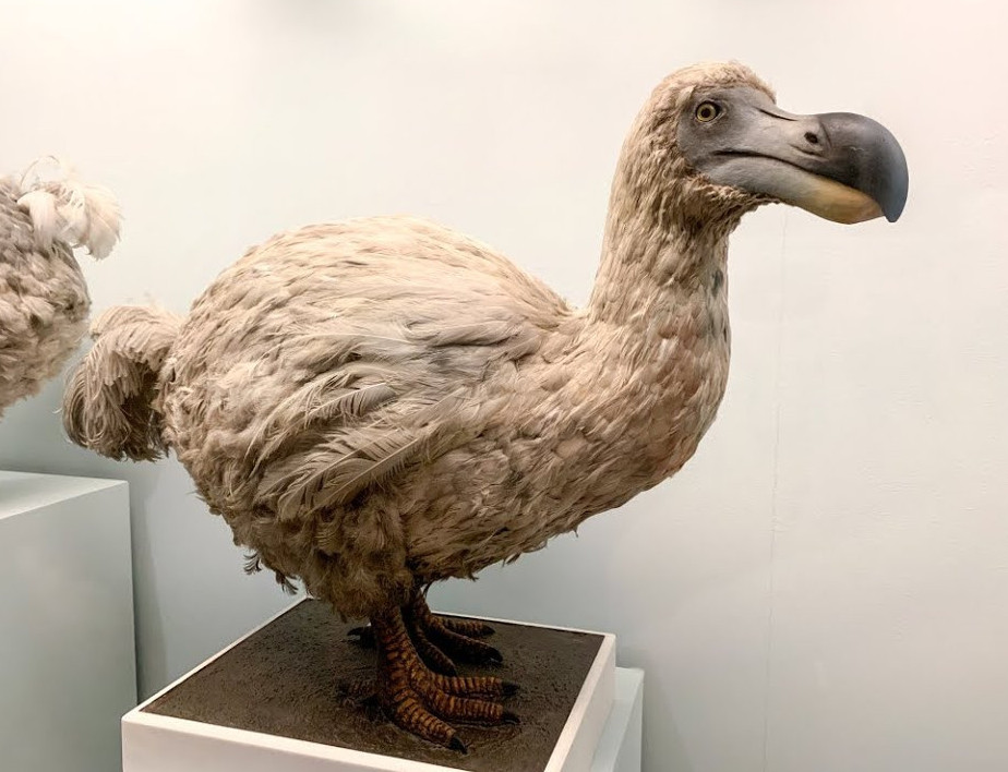 Жойылған  құсты тірілтпек