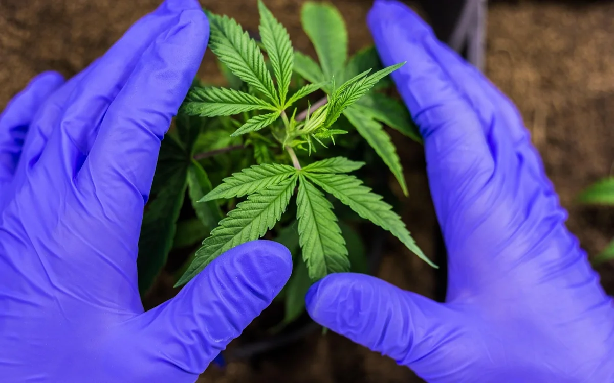 Елімізде бір аптада 750 келіден астам есірткі тәркіленді