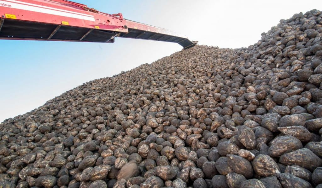 Қант зауыттарының қарқыны