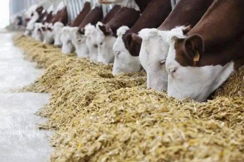 Қысқы маусымға 31,1 млн тонна мал азығы дайындалды