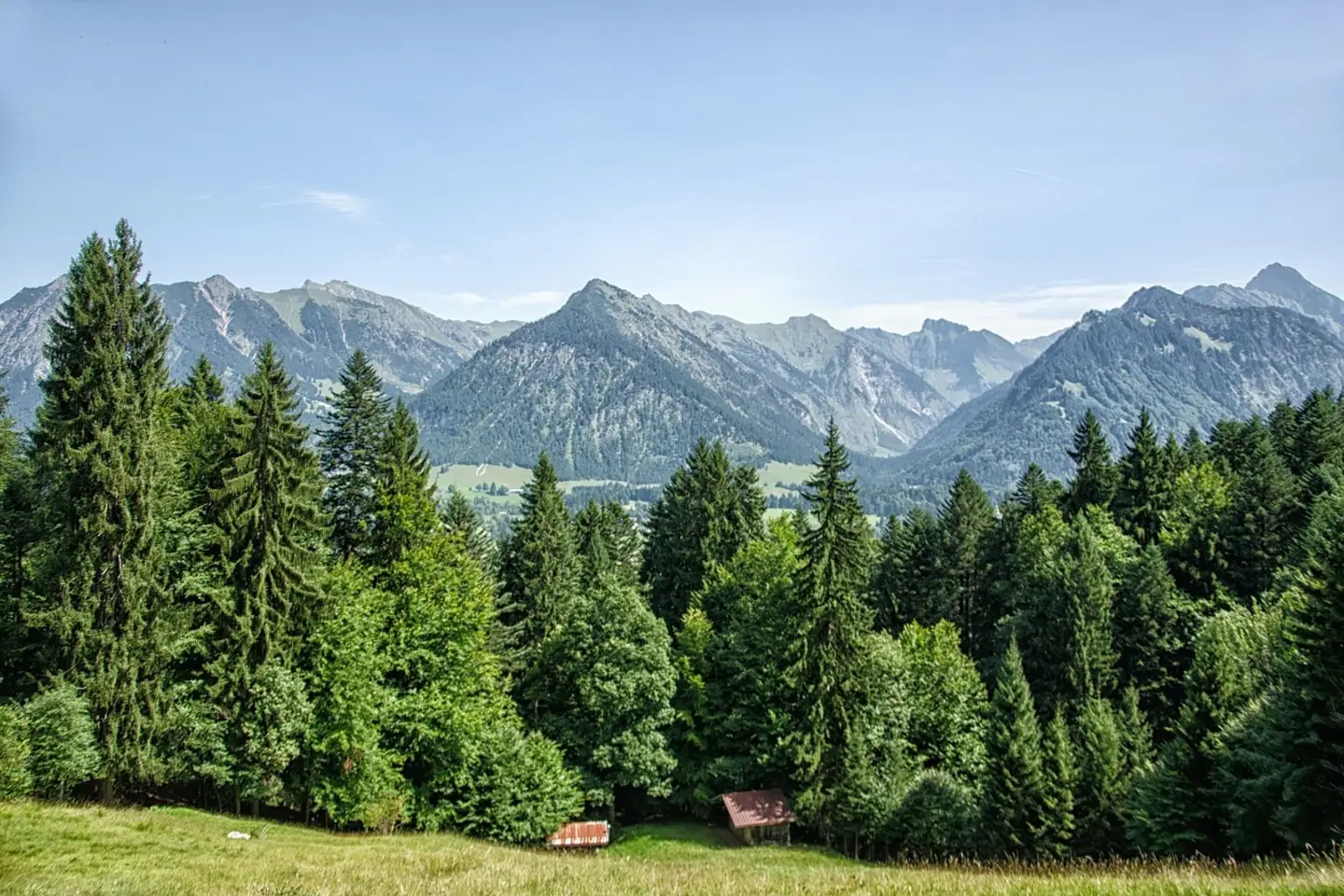 113 мың түп Сібір шыршасы егілді