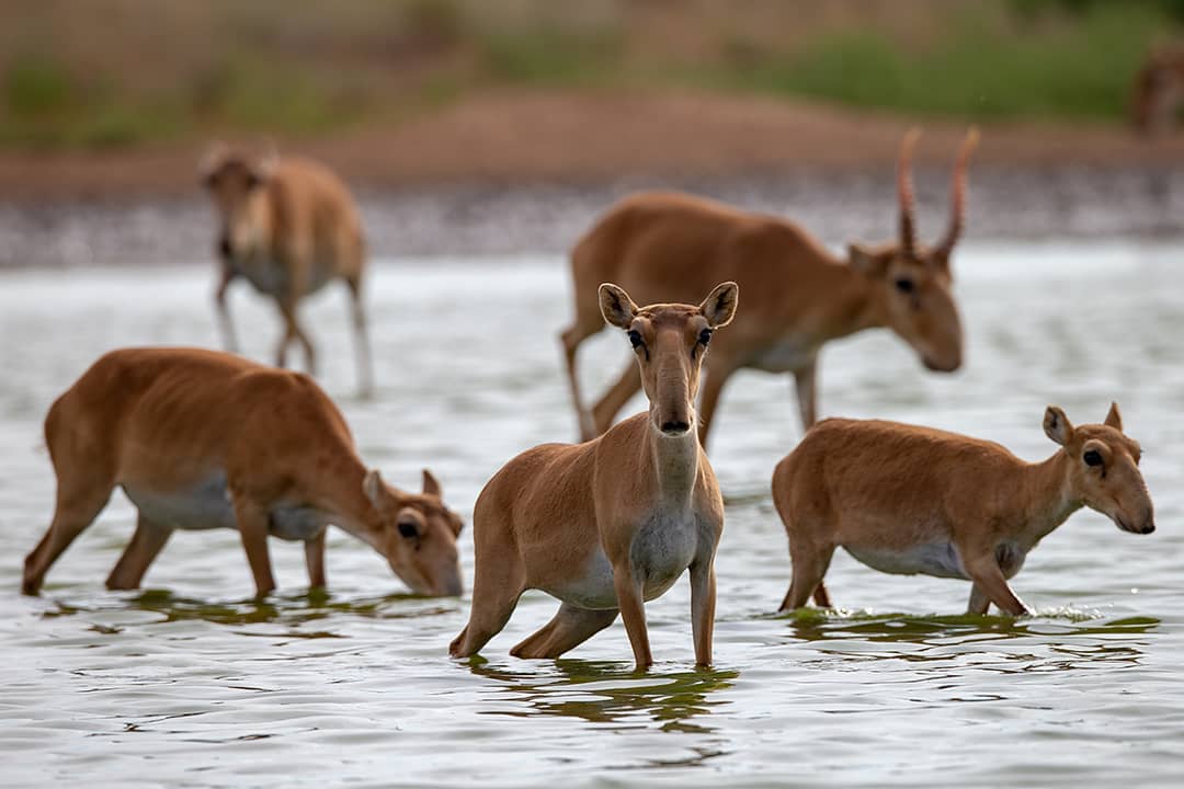 Қостанай облысында заңсыз ақбөкен атқан браконьерлер ұсталды