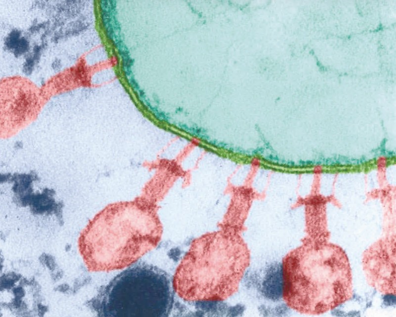 ЖИ жасаған вирус