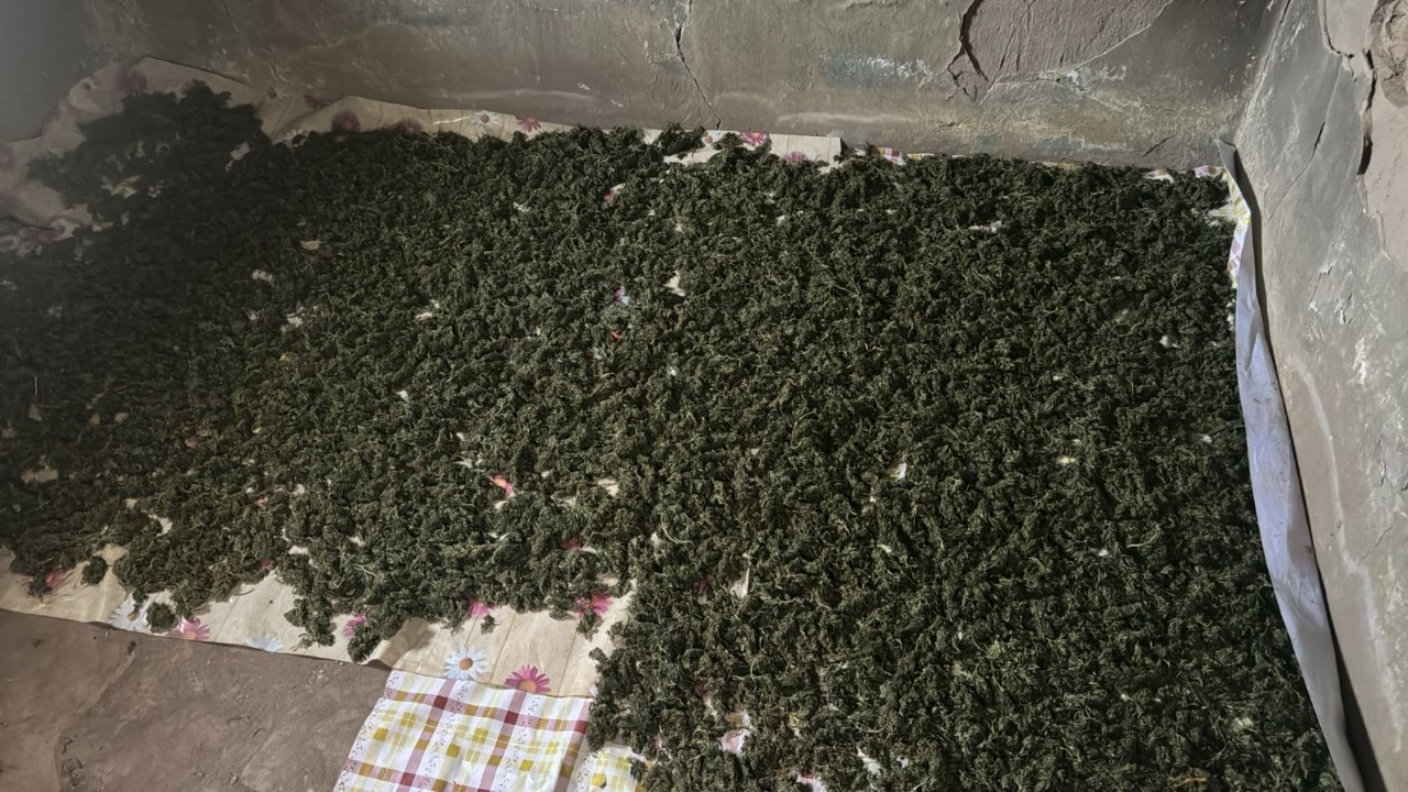 Қызылордада ірі есірткі алқабы жойылды