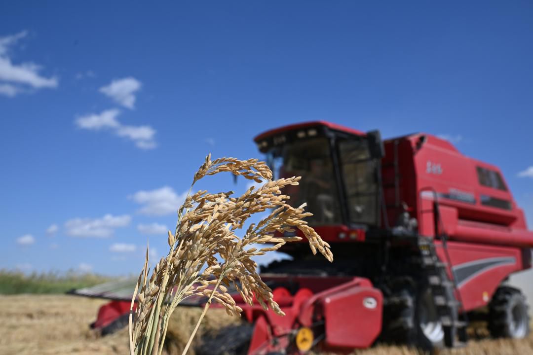 Жетісуда күріш алқабына орақ түсті