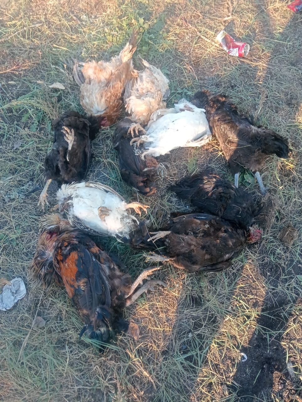 Павлодарда белгісіз індеттен 1,5 мыңға жуық үй құсы қырылып қалды