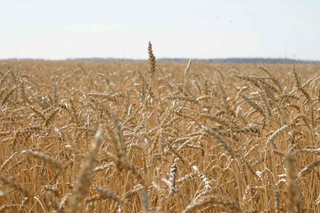 Елімізде бастырылған астық көлемі 20,8 млн тоннаға жетті