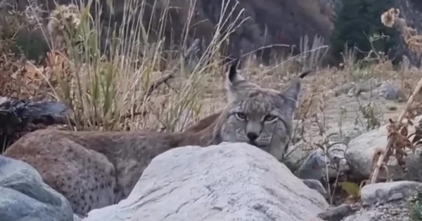 Орыс лесбиянка порно