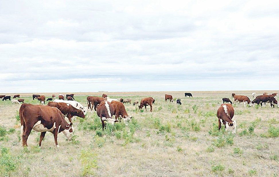 Жайылым жайы алаңдатады