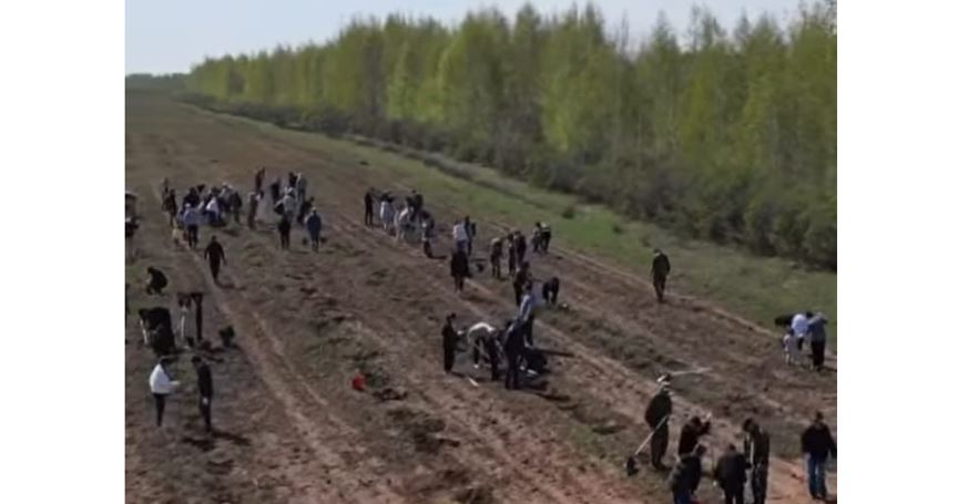 Өңірлерде күзгі ағаш отырғызу жұмыстары басталды