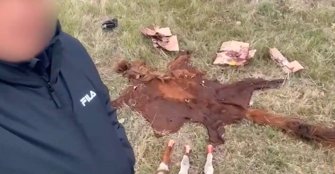 Елорда маңында мал ұрлығы оқиғасы әшкереленді