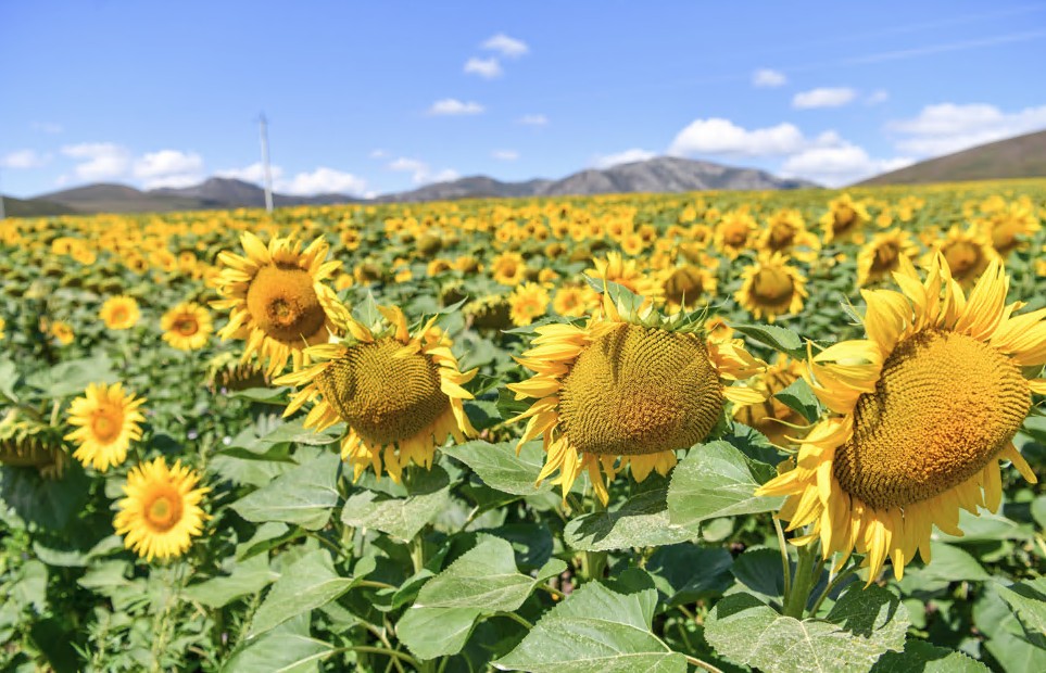 Жеңілдетілген несие көлемі ұлғайды