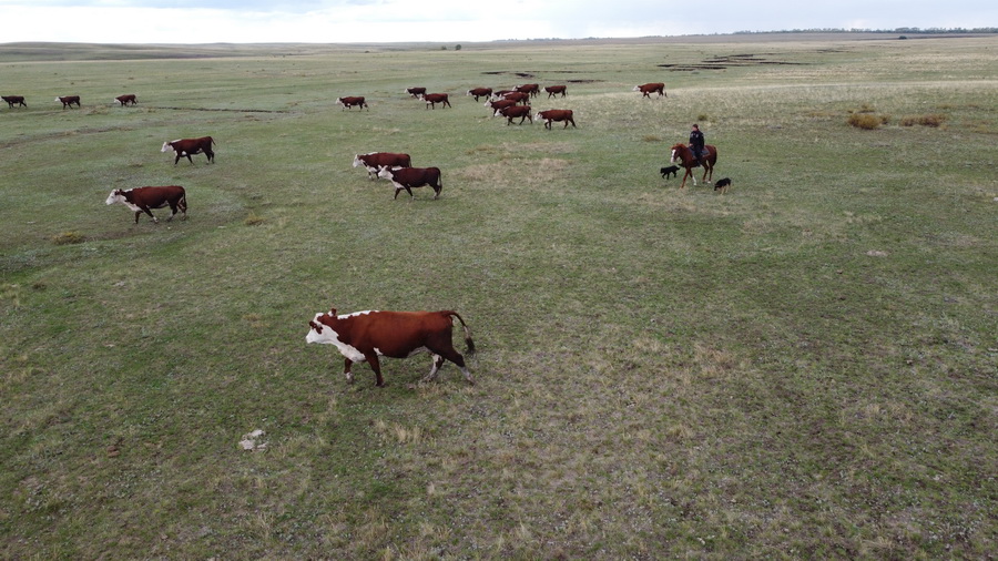 Хардкор анальды порно жинақтары