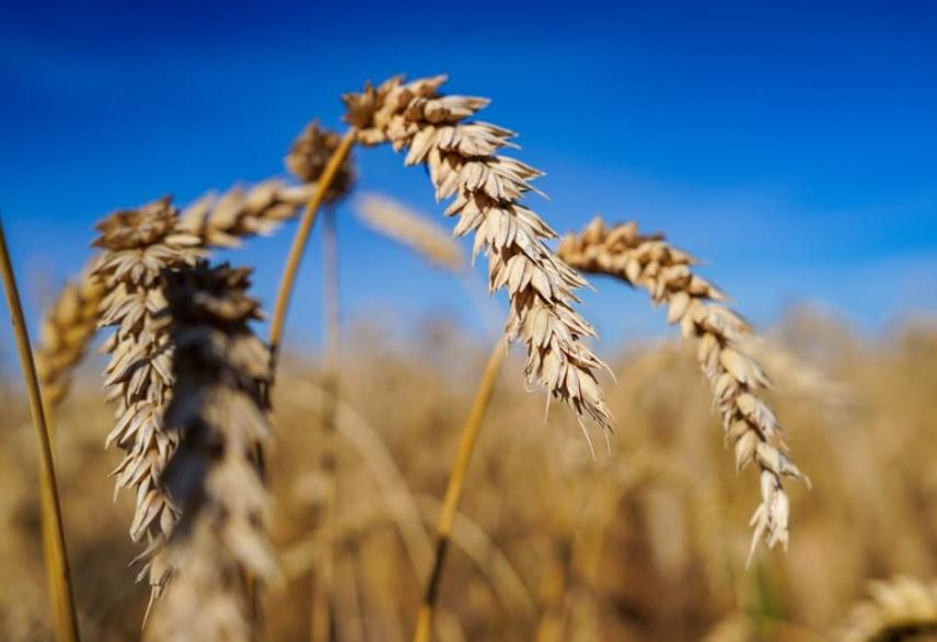 Елімізде 25,9 млн тонна астық бастырылды