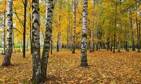 Қараусыз қалған орман иесін табады