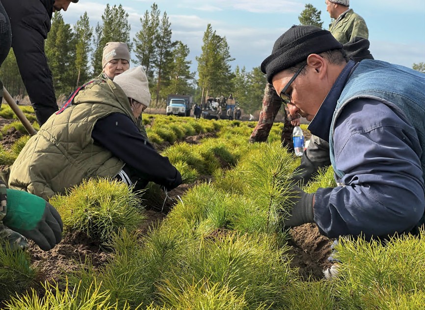 Қарағайдың қасиеті бар