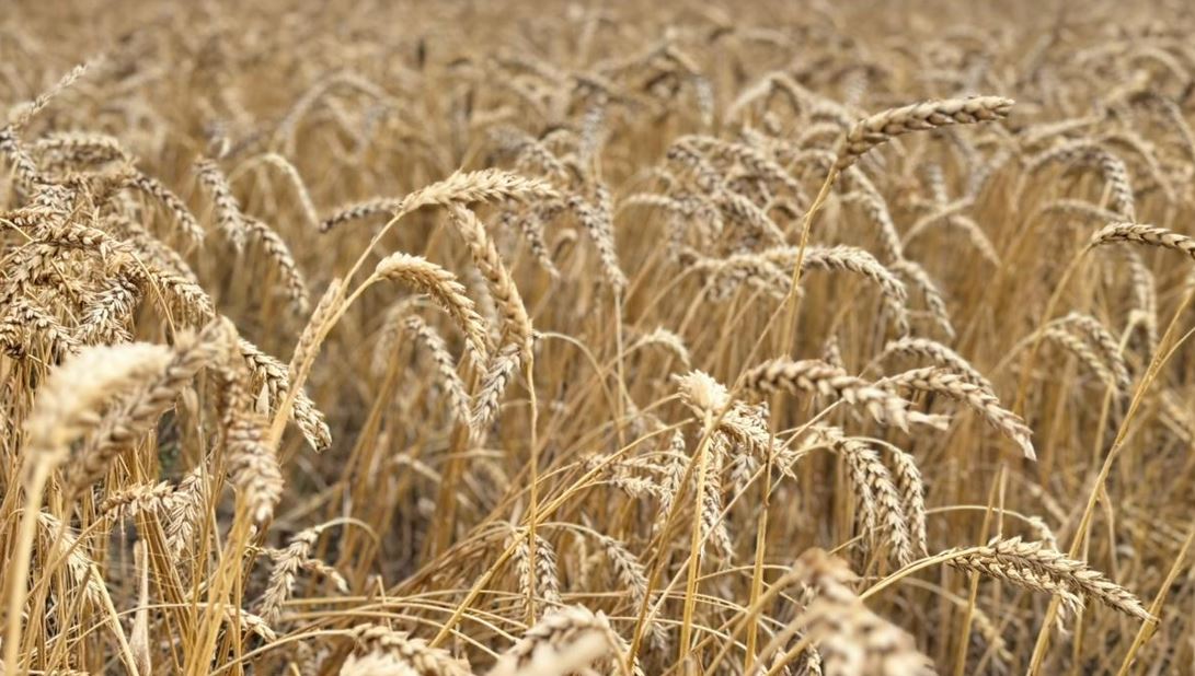 Елде жалпы 26,3 млн тонна астық жиналды