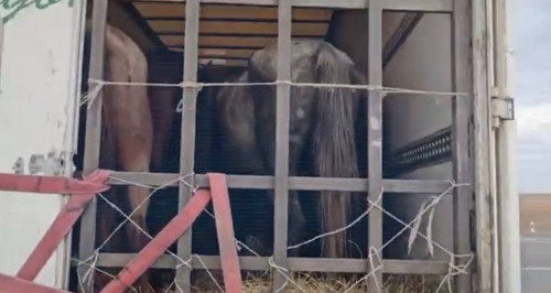 БҚО-да 50-ге жуық малды ұрлаған қылмыстық топ қолға түсті