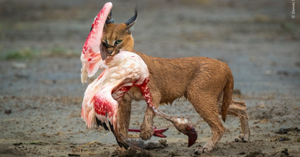 Сеопорндағы секс Кәрілер жастарға порно береді