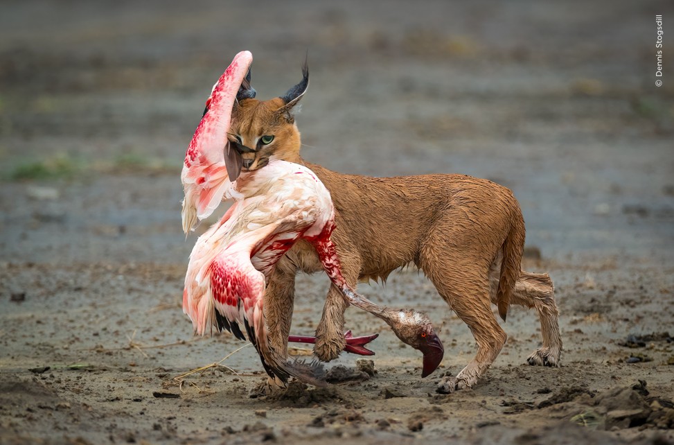 Джордан Капри порно видео