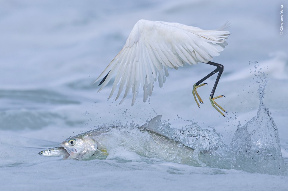 Үлгерген жұлып алады