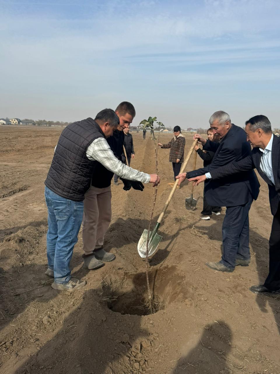 Алмалық ауылы алмалы бақтағы 10 гектарға апорт көшеттері отырғызылды