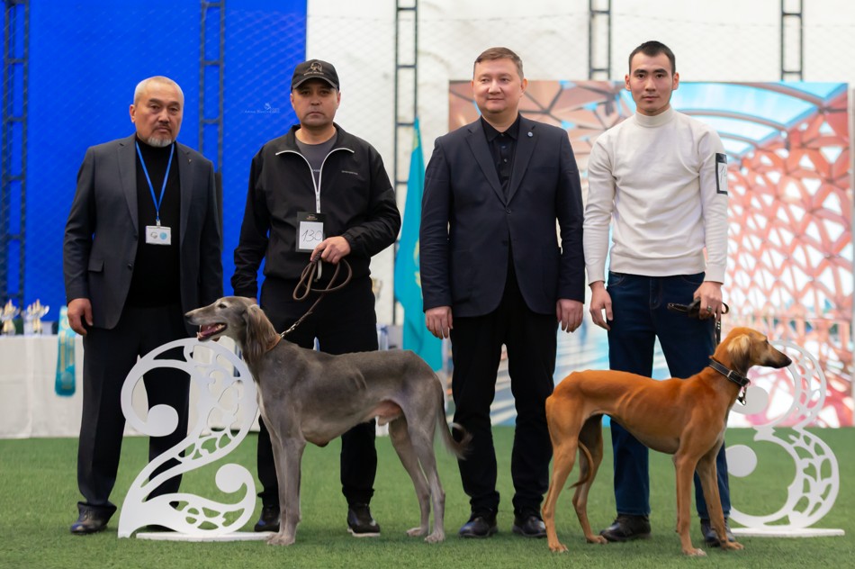 Таза қанды тазылар іріктелді