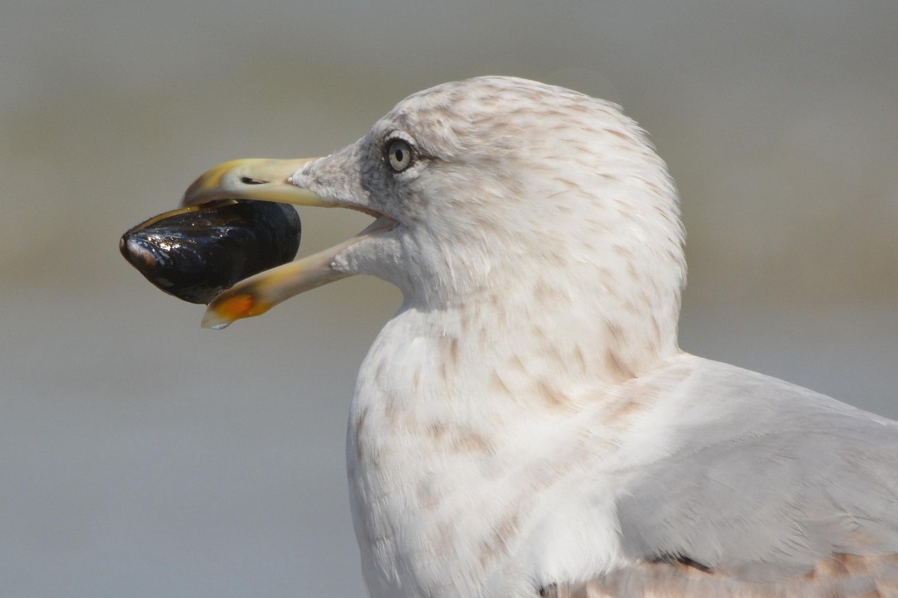 Құстар неге тас жұтады?