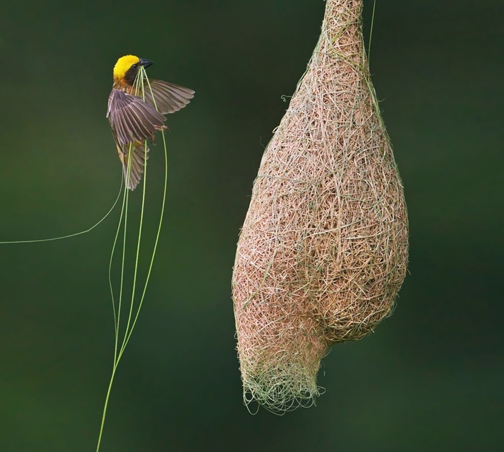 Тұмсығымен тоқиды