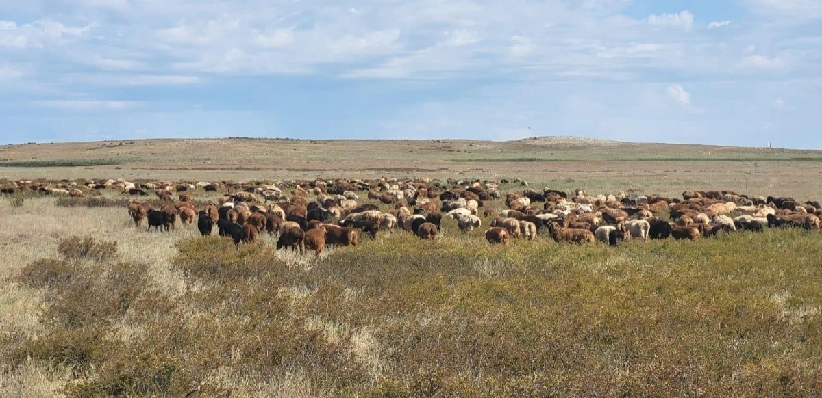 Қой тұқымын асылдандыру қолға алынды