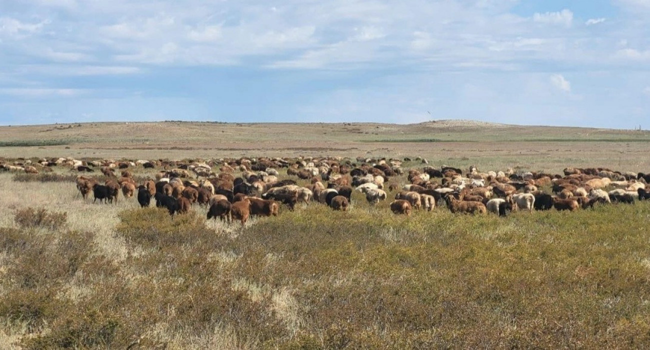 Анна Жукованың порно видеосы