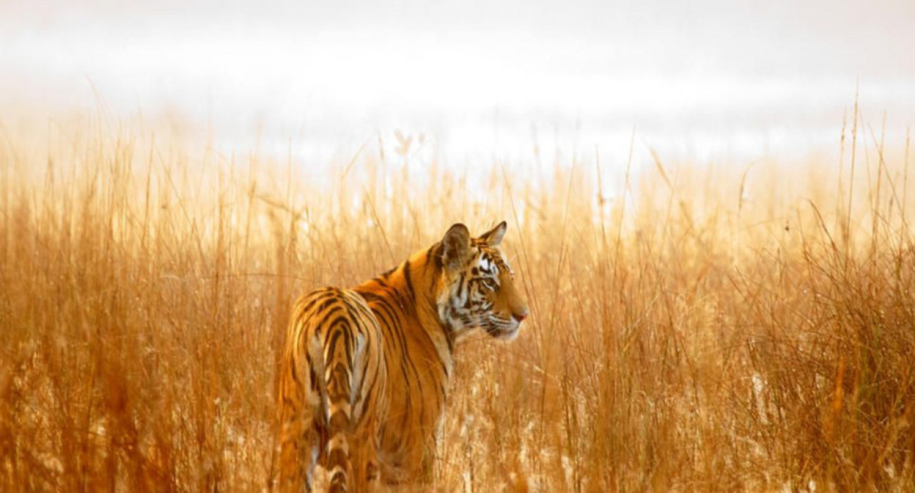 Аққұбалар порно