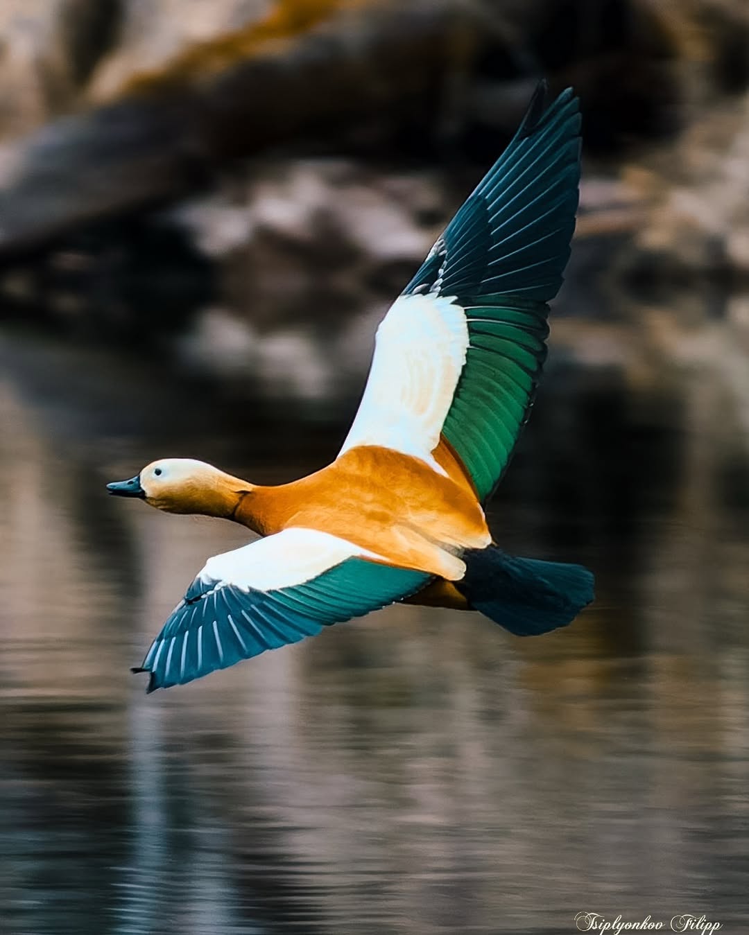 Порно фотосуреттер