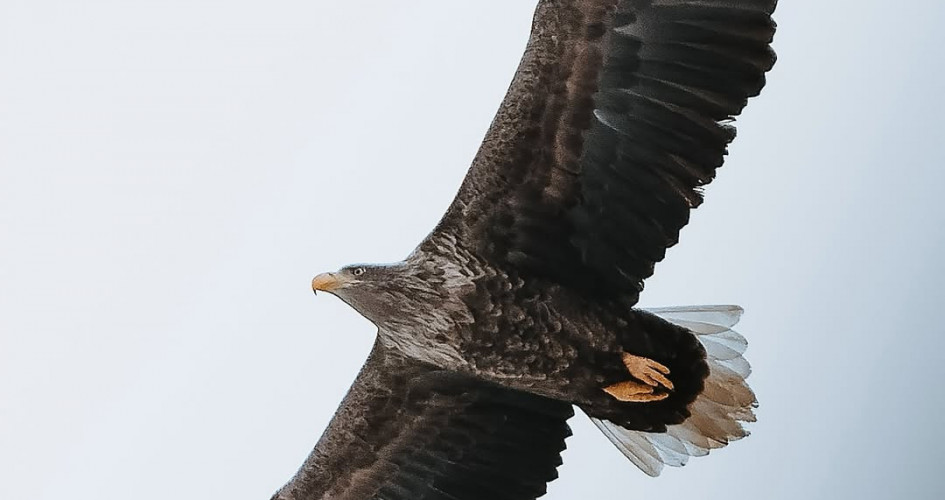 Құстардың қимылын қалт жібермейді