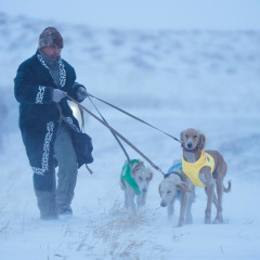 Қазақы тазы тұқымына арналған аңшылық сынақтар өтті