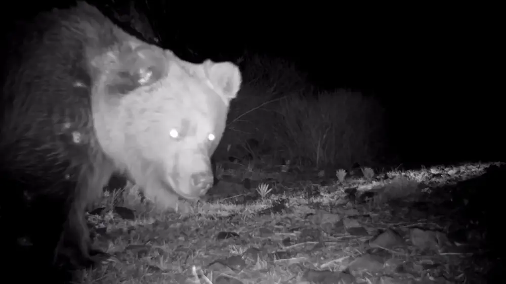Жетісу аумағында сирек кездесетін жыртқыш фототұзаққа түсіп қалған