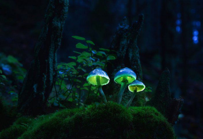 Түнде жарқырайтын саңырауқұлақ