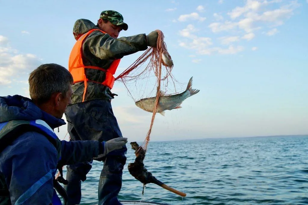 Маңғыстауда биыл 70 тонна балық өсіріліп жатыр
