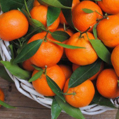 Балаларға екі данадан артық бермеңіз: мандаринді көп тұтыну қауіпті