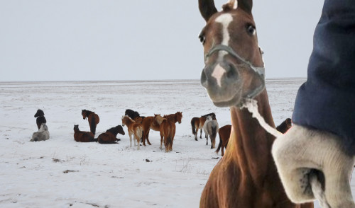 Үш күнде 100-ден астам мал ұрысы ұсталды (видео)