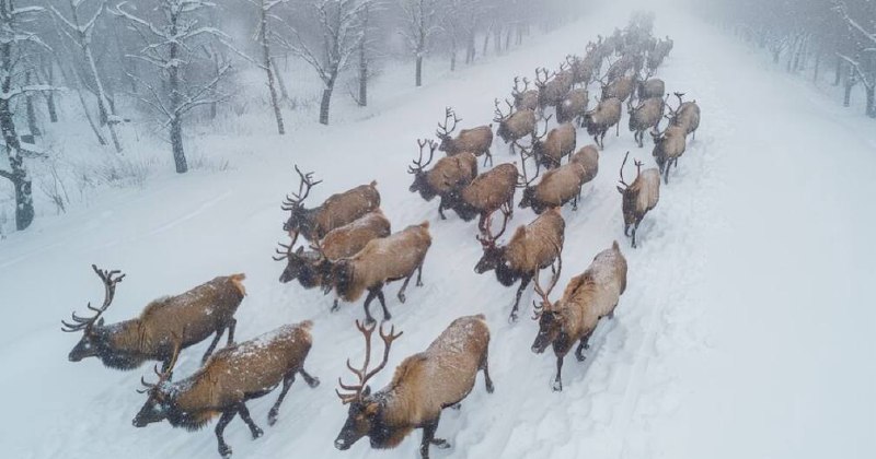 Бұғылар көші