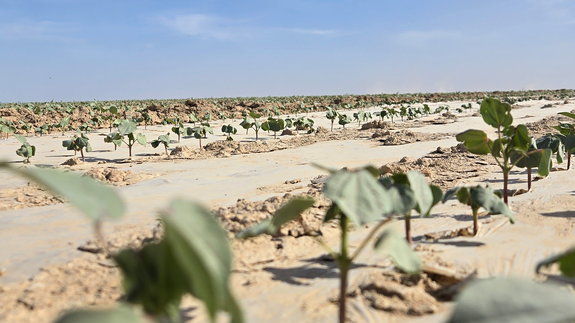 Толық циклді жоба: Түркістанда ірі мақта өсіру кешені құрылады